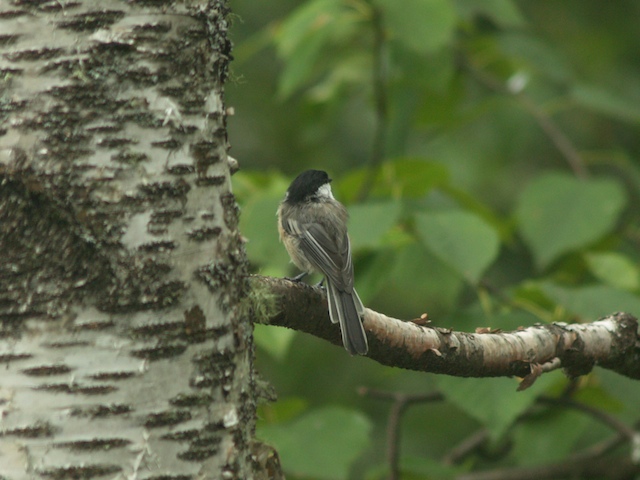 15_E8042495.jpg