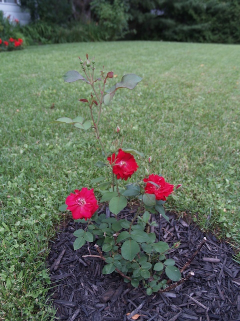 31_E8042562.jpg